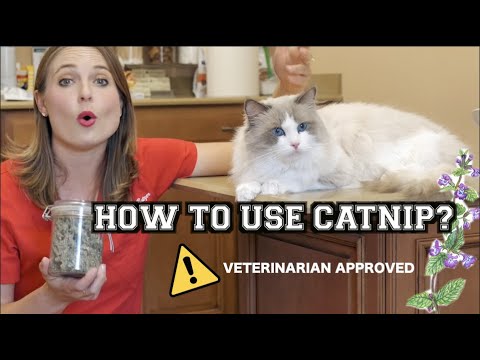 Video: Các vấn đề thường gặp với Catnip: Các vấn đề về catnip và cách xử lý chúng