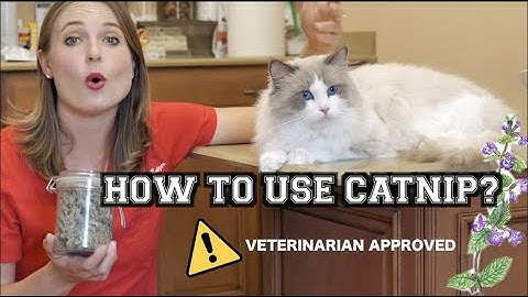 HOW TO USE CATNIP? | Veterinary approved