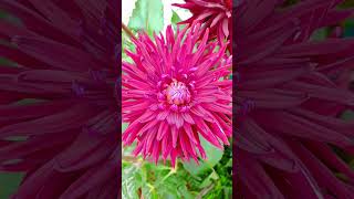 Beautiful Flower #Beautiful  #Flowers #Shorts #For You #Wildflowers #Viral #Viralvideo