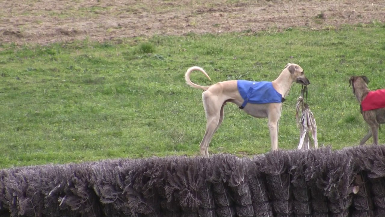 Une course de poursuite à vue sur Leurre par 2 lévriers sloughis YouTube