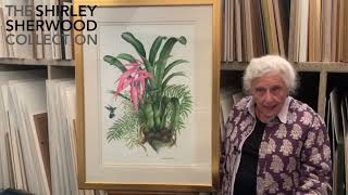 Dr. Shirley Sherwood presents: ‘Bilbergia sanderiana & humming birds’ by Etienne Demont