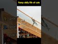 Funny daily life of cats.#cat #funny #daily #fyp
