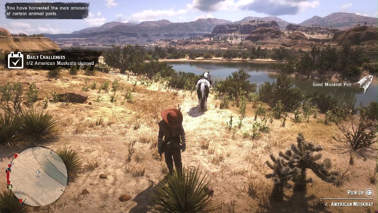 Red Dead Online 2 American muskrats skinned daily challenges YouTube