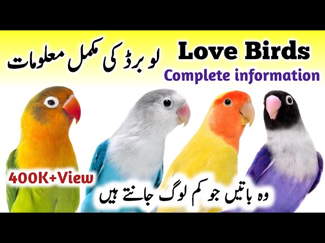 LoveBirds Breeding Tips | LoveBirds as Pets Business | LoveBird Nest Box Cage | Love Birds Diet Feed class=