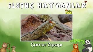 Az Bilinen İlginç Hayvanlar - 1