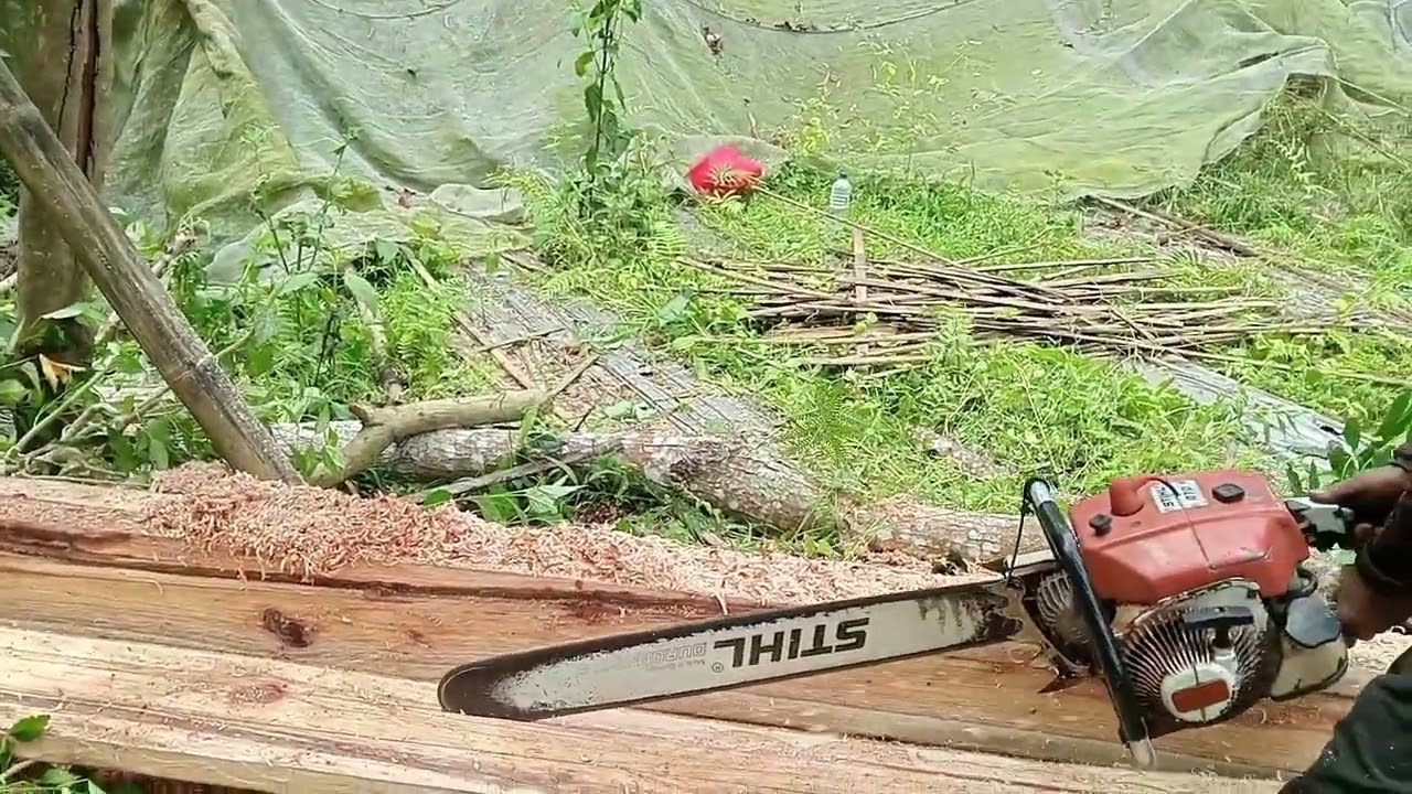 Belaah pohon sengon tekik super lurus