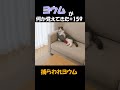 ヨウムが何か覚えてきた#159のサムネイル