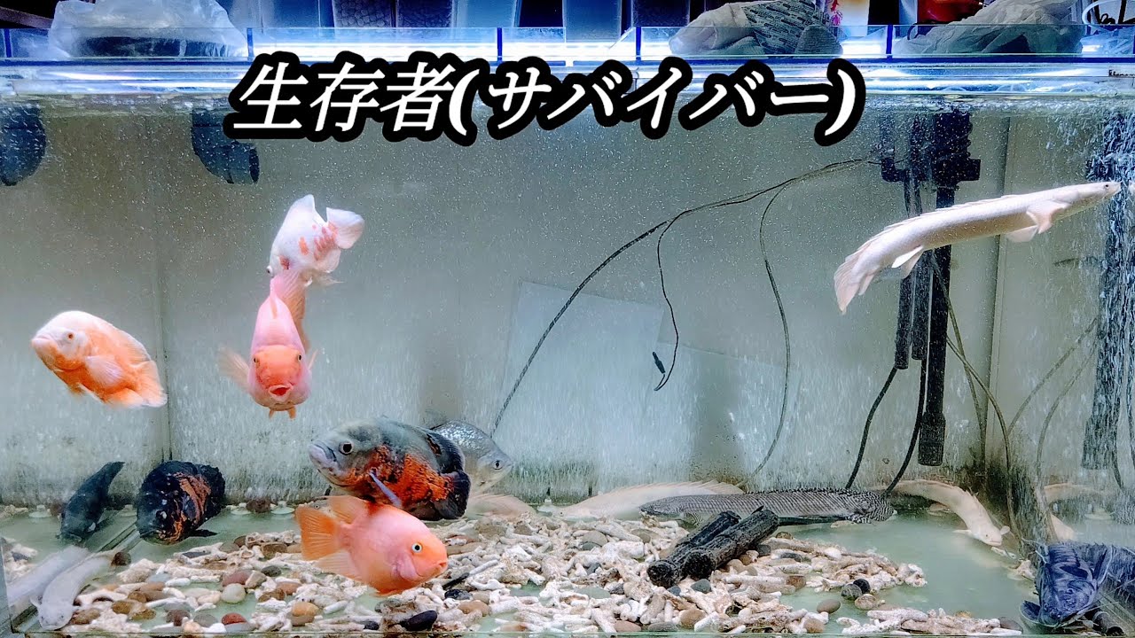 Sad] Tears won't stop as I watch the feeding of the 120cm aquarium