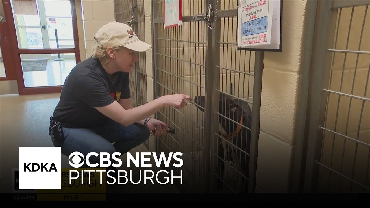 Beaver County Humane Society currently over capacity