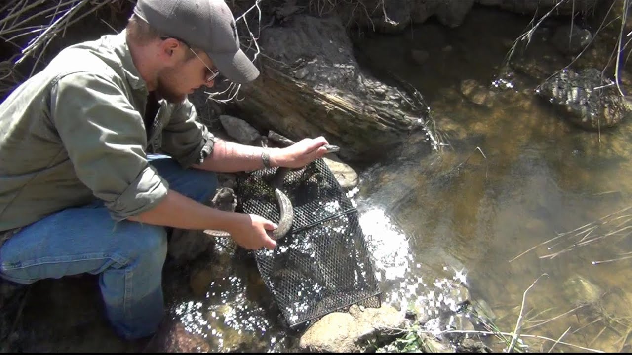 cray meaning How to Set a Minnow Trap Without Bait Check Pt. 2