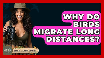 Why Do Birds Migrate Long Distances? - Bird Watching Diaries