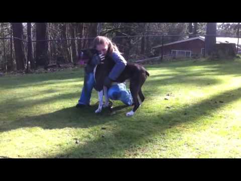 Video: Shock Door Hartfalen Bij Honden Dog