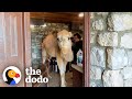 Rescued camel keeps breaking into his dads kitchen  the dodo
