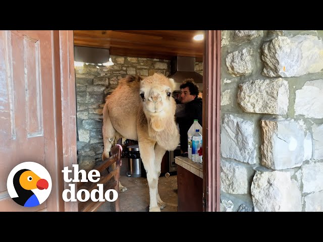 Rescued Camel Keeps Breaking Into His Dad's Kitchen | The Dodo class=
