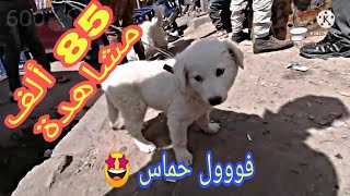 سوق الغزل يوم الجمعة كلاب و قطط رائعة ? 2022/4/15