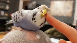 Parakeet is very pleased Budgie enjoys a massage Попугаю нравятся почесушки Как почесать попугая