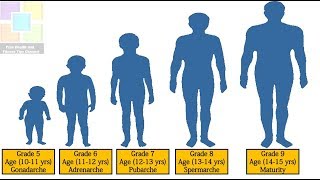 Puberty for Boys Stages 5th Grade | 6th Grade | 7th Grade | 8th Grade | 9th Grade