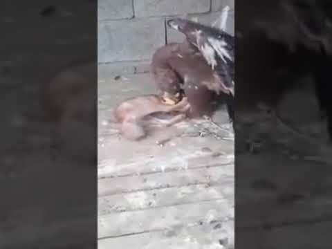 الثعلب والنسر