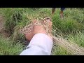 Batair netting in Pakistan 2023 || Batair hunting with Oppo a1k  || primitive hunting using net