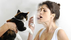 Home Remedies for Cat Allergies