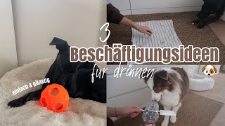 HUND BESCHÄFTIGEN in der Wohnung - 3 Ideen für einfache Indoor-Spiele by Kim Jaro 2,278 views 1 year ago 3 minutes, 41 seconds