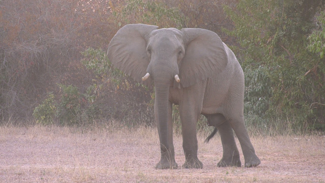 elephant at the runway