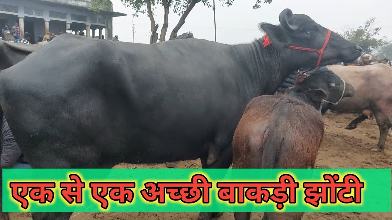 Madhiyai Pashu Mandi | Sale Murrah Buffalo | Bakdi Bhes | Sardhana Peth | Meerut Mandi | Tode Bhes 