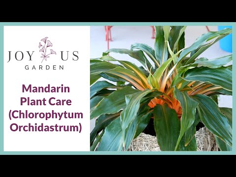 Video: Chlorophytum oranje: tuisversorging, kenmerke en resensies