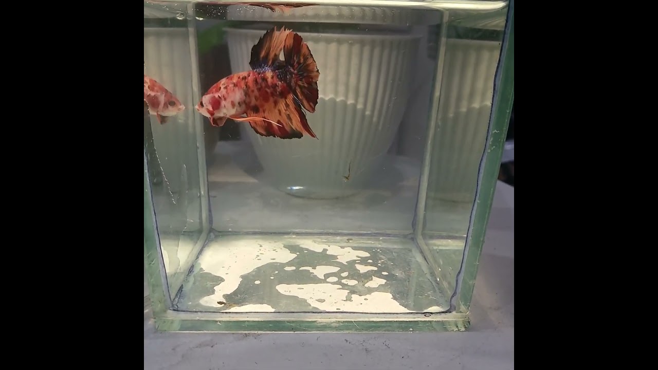 giant multimetalik superrrr 