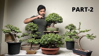 My Dwarf Jade Bonsai Collection | Maintenance Pruning | Part 2