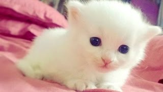 Маленькие животные Милые животные Видео Подборка NEW HD