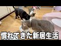 広い家に引っ越して環境に慣れてきたニャンコたち