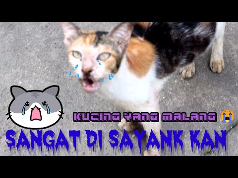 Video: Kucing Yang Terawat Baik