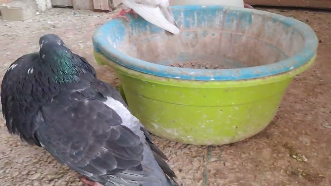 علاج مرض تدلي الحوصلة