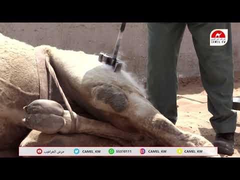 فقرة ٦٠ ثانية الوسم المبتكر