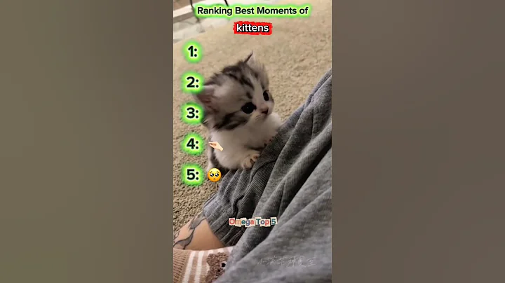 Video 11830161: cat little kitten funny, baby little kitten cat, kitten cat funny laugh, best kitten