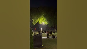 Magical Evening Rain Under Tree Canopy