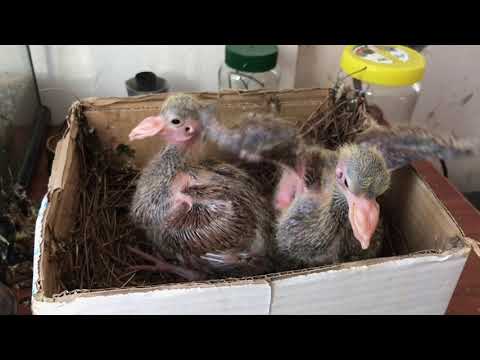 Βίντεο: Πώς να ταΐσετε σωστά ένα πουλί