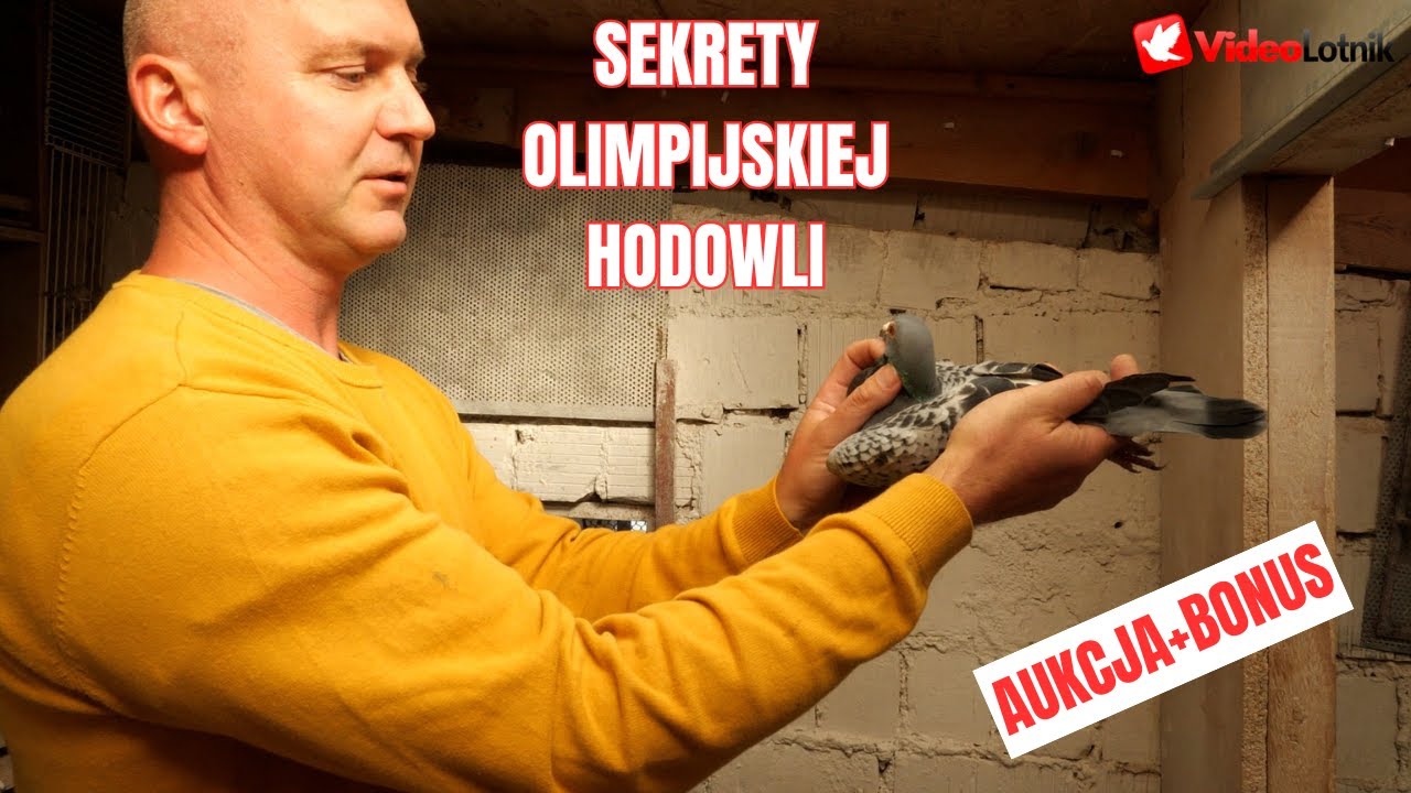 Damian Plesiak – okres pierzeniowy i zimowy w olimpijskiej hodowli gołębi pocztowych PZHGP Kołobrzeg