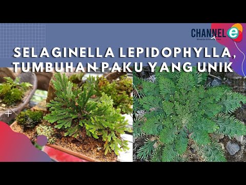 Selaginella Lepidophylla, Tumbuhan Paku yang Unik!