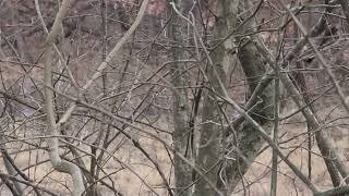 Yearling whitetail playing in water #whitetails