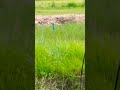 nature national bird of India