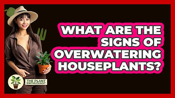 What Are The Signs Of Overwatering Houseplants? - The Plant Enthusiast