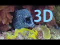 In 3d moray eels ultimate popout an underwater 3d channel film