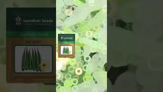 Ns 7801 Okra//#meghakit #welcomeagrotech #Madhav Agro Centre Dhanera #namdhari#okra