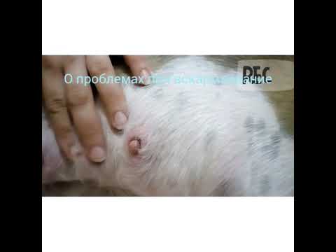 Video: Kā Sasiet čuni