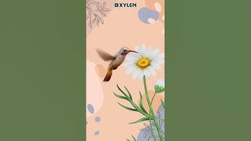 ഇത്തിരി നേരം ഒത്തിരി കാര്യം - EP 2 | Xylem Class 1