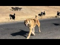 A fight between Tajik shepherd dogs