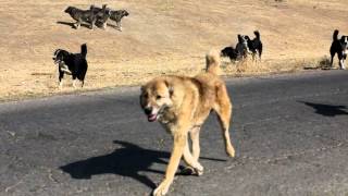 : A fight between Tajik shepherd dogs