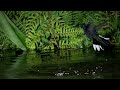 Hummingbirds Shower in a Cloud Forest